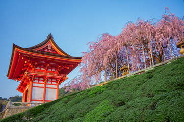 Beautiful japan cherry blossoms