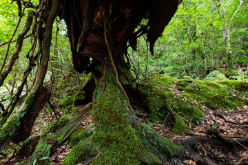 屋久島自然世界遺産
