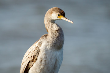 Spotted Shag Endemic Cormorant of New Zealand
