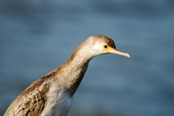 Spotted Shag Endemic Cormorant of New Zealand