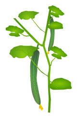 きゅうり　野菜　夏　アイコン