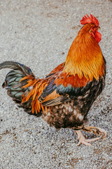 Rooster