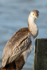 Spotted Shag Endemic Cormorant of New Zealand