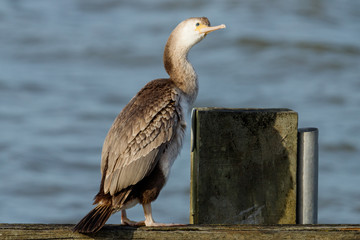 Spotted Shag Endemic Cormorant of New Zealand