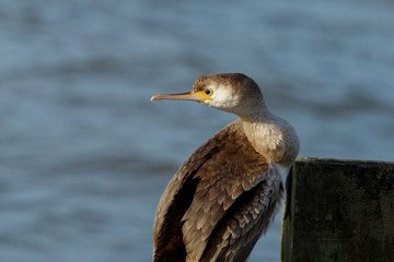 Spotted Shag Endemic Cormorant of New Zealand