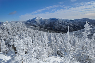 Alpine Zone, Mount Colden, Adirondacks, NY