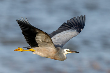 White-faced Heron in Australasia