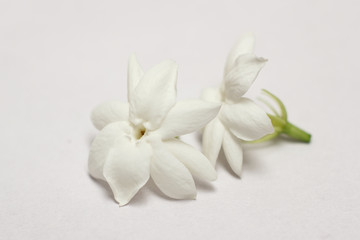 Jasminum on a white background