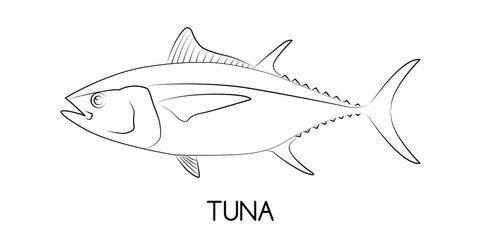 Obraz na płótnie Canvas Tuna. Commercial Fish species.