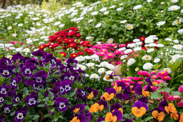 デイジーとパンジー（ビオラ）