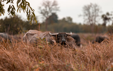 Buffalo eating grass at the field with bird in the evening 

