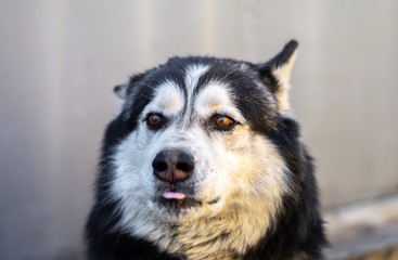 A black-and-white husky dog with brown eyes lowered its ears and shows its tongue