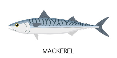 Mackerel. Commercial Fish species. 