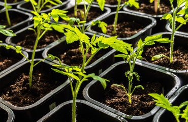 Tomato seedlings in the ground in sunlight