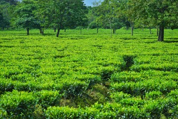 green tea plantation in Darjeeling