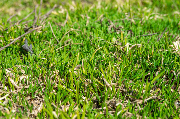 Grass growing in spring. Bright green grass in early spring