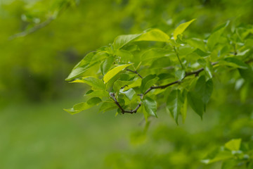 Tree branches in the sunlight in a city park on a sunny spring day.