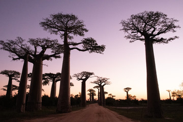 Fototapeta na wymiar マダガスカルのバオバブ街道でみた夕日と朝日