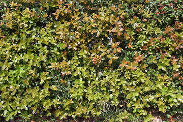 Fototapeta na wymiar Ubame oak hedge (Quercus phillyraeoides) / Fagaceae evergreen tree.