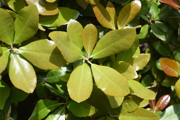 Ubame oak hedge (Quercus phillyraeoides) / Fagaceae evergreen tree.