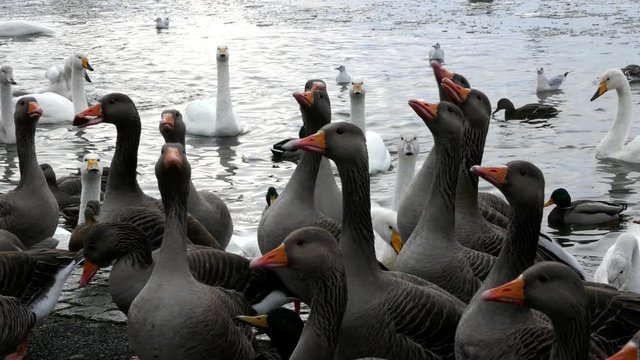 Close shot of Pink-footed Goose and swans near the camera looking for food during winter on a half frozen lake