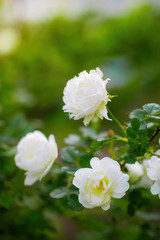Blooming white rosehip spring