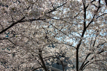 Obraz premium 桜と青空