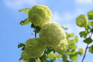 Boule de neige du printemps 