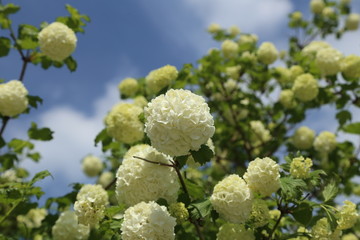 Boule de neige au printemps 