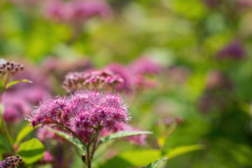 Blooming pink spirea on a spring