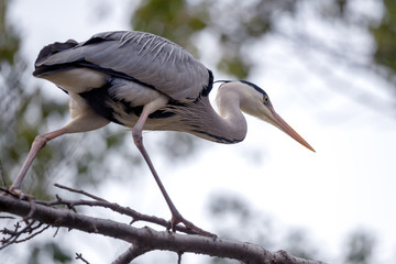 Grey heron, ardea cinerea, walking on a tree