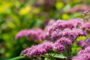 Blooming pink spirea on a spring