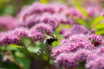 Bumblebee collects flower nectar of pink spirea