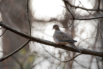 Mourning Dove