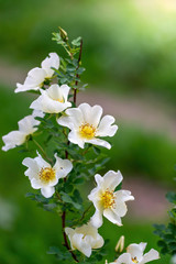 Blooming white rosehip spring day close-up on a blurred background.
