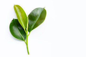 Rubber plant leaves on  white background.