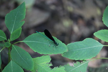 Damselfly