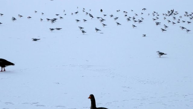 Long shot of a large group of isolated Lesser Black-backed Gulls sitting on ice