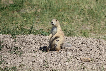 prairie dog on the ground