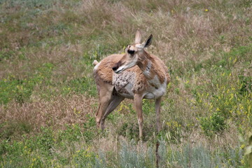 Pronghorn Antelope