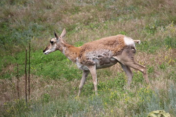 Naklejka na ściany i meble Pronghorn Antelope