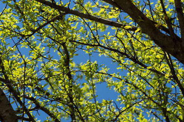 Fototapeta premium Tree branches in the sunlight in a city park on a sunny spring day.