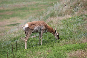 Pronghorn Antelope