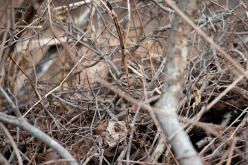 Song Sparrow