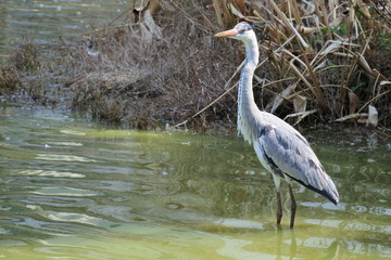 Grey heron is standing in the pond, horizontally oriented picture.