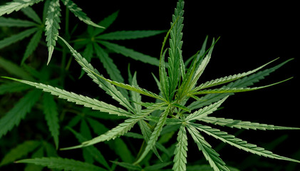 green marijuana cannabis leaf for medicine on dark background