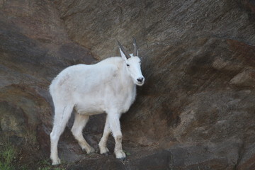 Mountain Goat