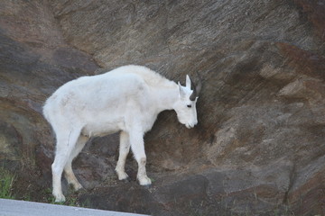 Mountain Goat