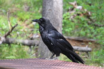 Obraz premium Crow on a Table