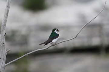 Bird on Branch
